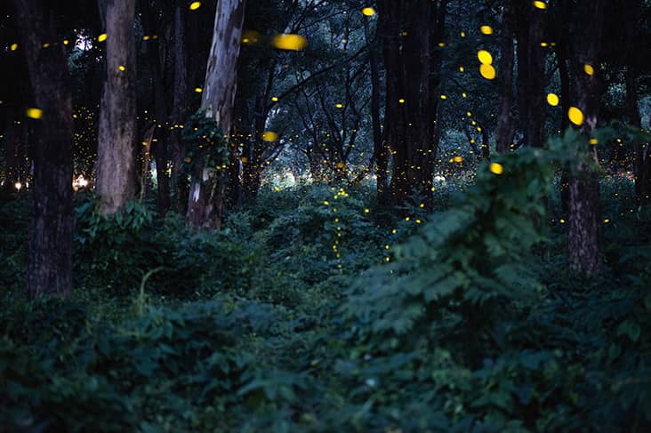 Irish Mythological Creatures