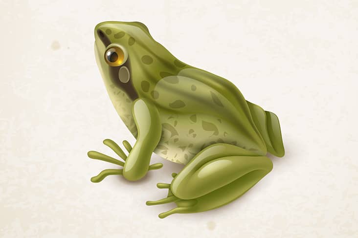 Frog Dreams