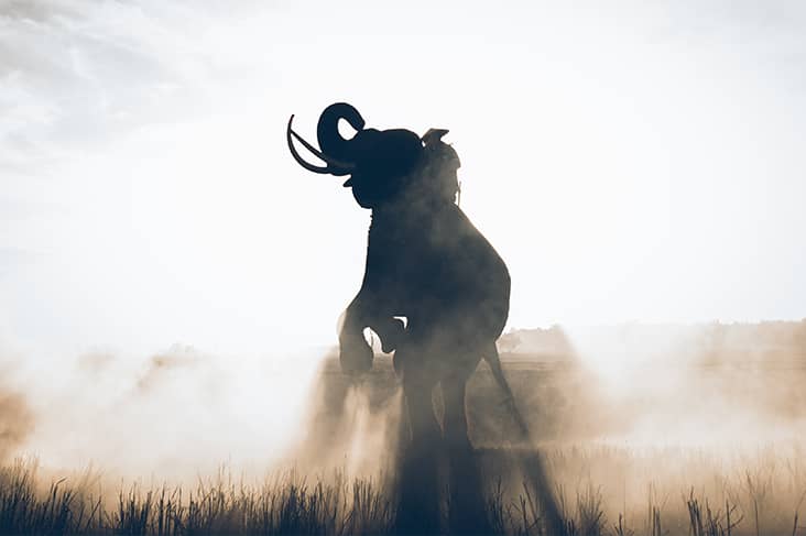 elephant dream meaning