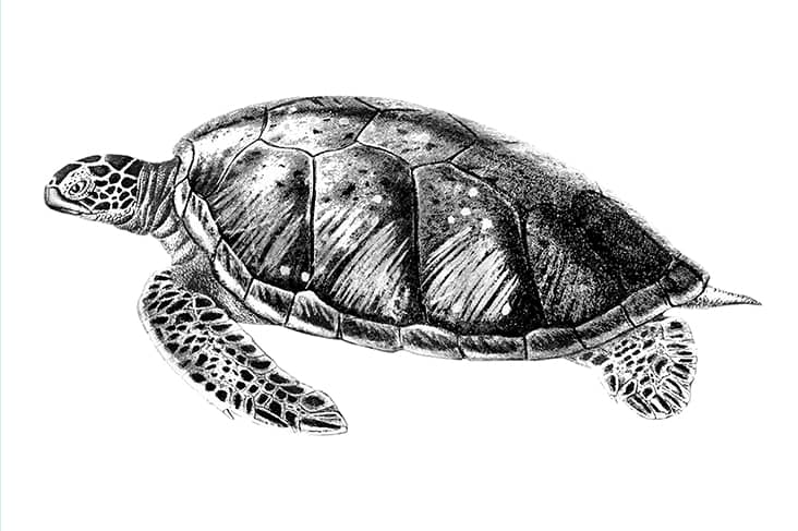 turtle dream meaning