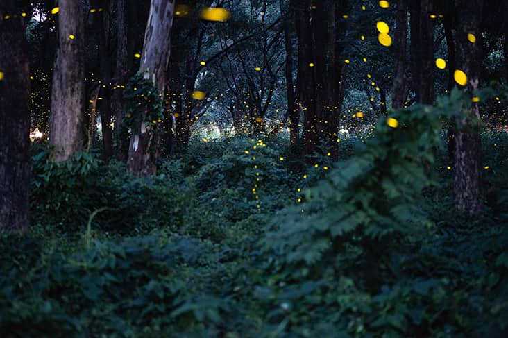 essence of fairy tales