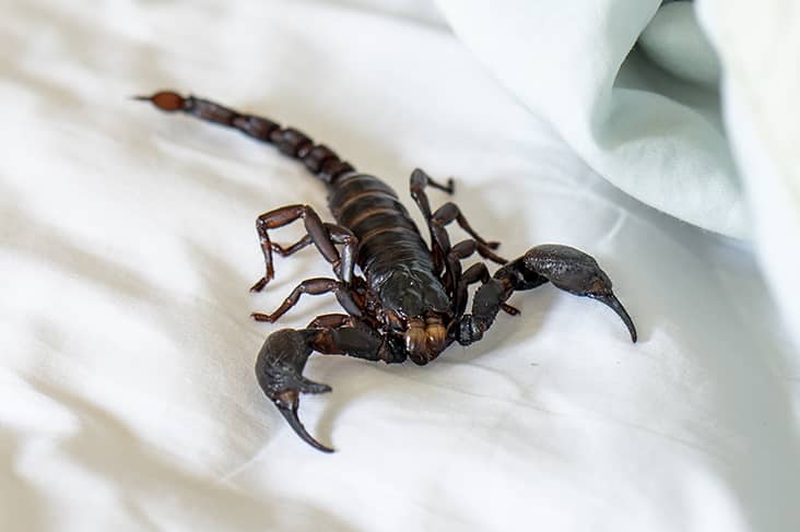 dream about scorpion