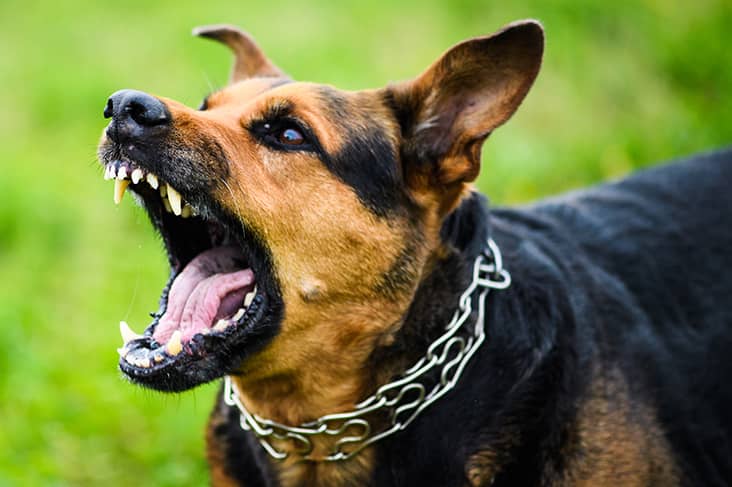 dream of dog biting me