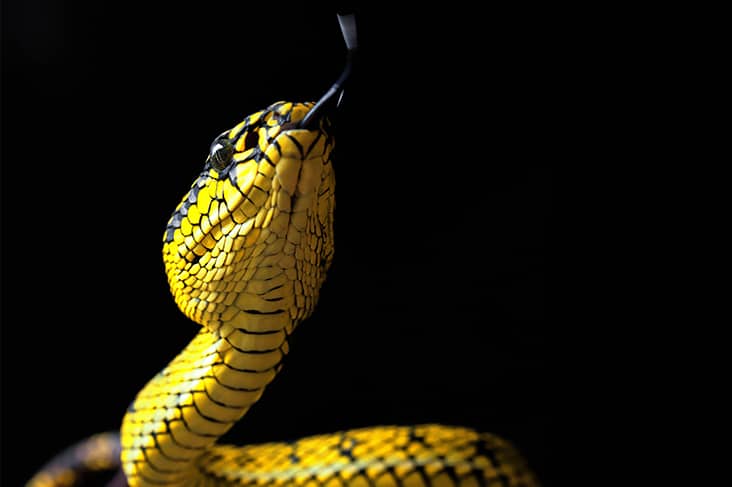 yellow snake dream