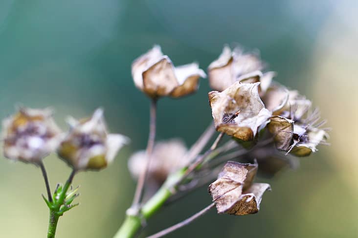 dream about friend dying