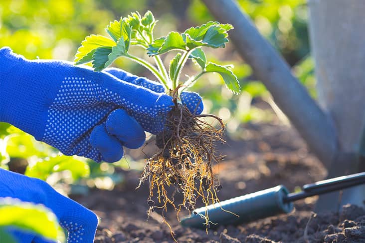 dream about gardening