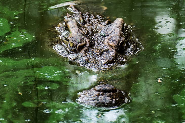 dream about crocodile